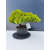 Żywe Drzewko Bonsai Jałowiec Rozesłany Procumbens 11-letni +GRATIS 466