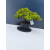 Żywe Drzewko Bonsai Jałowiec Rozesłany Procumbens 11-letni +GRATIS 466