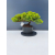 Żywe Drzewko Bonsai Jałowiec Rozesłany Procumbens 11-letni +GRATIS 466