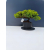 Żywe Drzewko Bonsai Jałowiec Rozesłany Procumbens 11-letni +GRATIS 466
