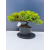 Żywe Drzewko Bonsai Jałowiec Rozesłany Procumbens 11-letni +GRATIS 466