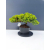 Żywe Drzewko Bonsai Jałowiec Rozesłany Procumbens 11-letni +GRATIS 466