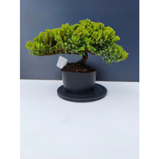 Żywe Drzewko Bonsai Jałowiec Rozesłany Procumbens 11-letni +GRATIS 466