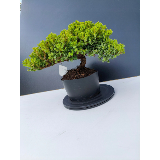 Żywe Drzewko Bonsai Jałowiec Rozesłany Procumbens 11-letni +GRATIS 466