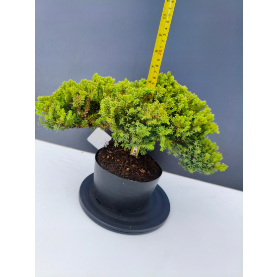 Żywe Drzewko Bonsai Jałowiec Rozesłany Procumbens 11-letni +GRATIS 466