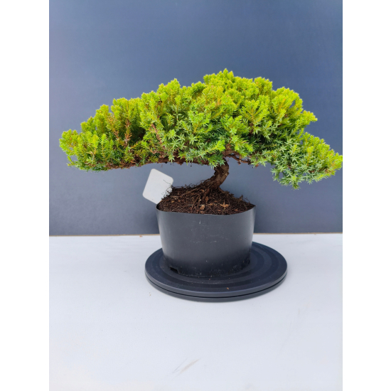 Żywe Drzewko Bonsai Jałowiec Rozesłany Procumbens 11-letni +GRATIS 466