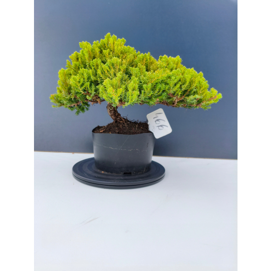 Żywe Drzewko Bonsai Jałowiec Rozesłany Procumbens 11-letni +GRATIS 466