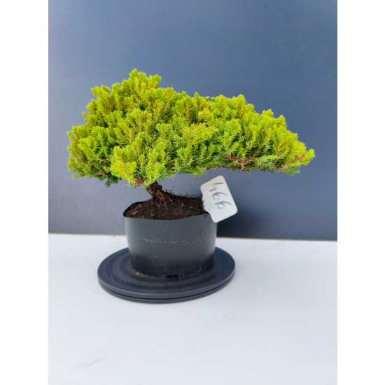 Żywe Drzewko Bonsai Jałowiec Rozesłany Procumbens 11-letni +GRATIS 466