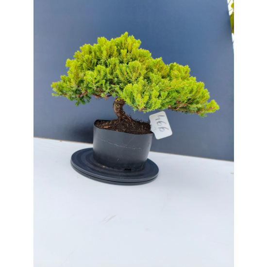 Żywe Drzewko Bonsai Jałowiec Rozesłany Procumbens 11-letni +GRATIS 466