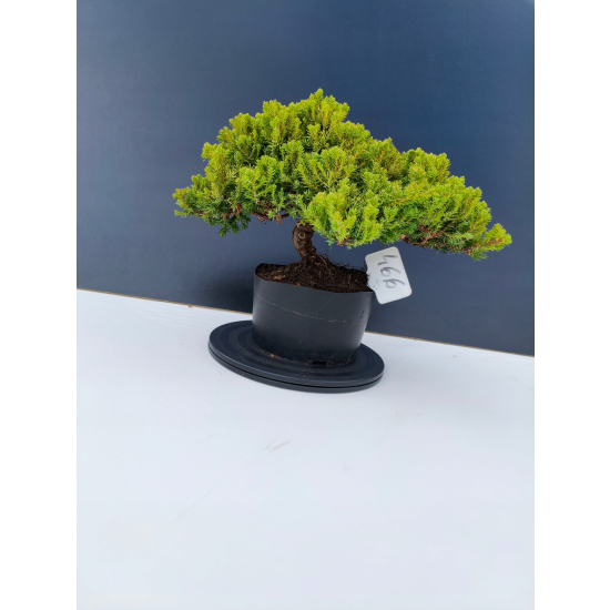 Żywe Drzewko Bonsai Jałowiec Rozesłany Procumbens 11-letni +GRATIS 466