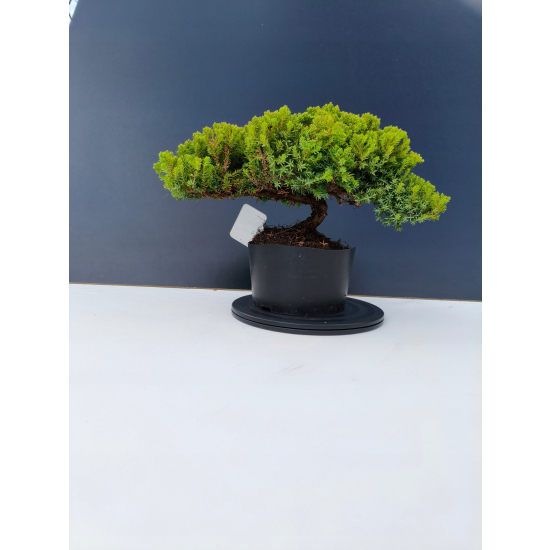 Żywe Drzewko Bonsai Jałowiec Rozesłany Procumbens 11-letni +GRATIS 466