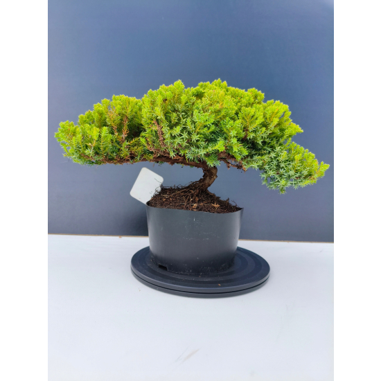 Żywe Drzewko Bonsai Jałowiec Rozesłany Procumbens 11-letni +GRATIS 466