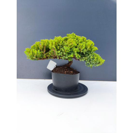 Żywe Drzewko Bonsai Jałowiec Rozesłany Procumbens 11-letni +GRATIS 466