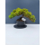 Żywe Drzewko Bonsai Jałowiec Rozesłany Procumbens 11-letni +GRATIS 465