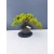 Żywe Drzewko Bonsai Jałowiec Rozesłany Procumbens 11-letni +GRATIS 465