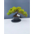 Żywe Drzewko Bonsai Jałowiec Rozesłany Procumbens 11-letni +GRATIS 465