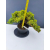 Żywe Drzewko Bonsai Jałowiec Rozesłany Procumbens 11-letni +GRATIS 465