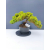 Żywe Drzewko Bonsai Jałowiec Rozesłany Procumbens 11-letni +GRATIS 465