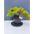 Żywe Drzewko Bonsai Jałowiec Rozesłany Procumbens 11-letni +GRATIS 465