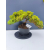 Żywe Drzewko Bonsai Jałowiec Rozesłany Procumbens 11-letni +GRATIS 465