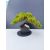 Żywe Drzewko Bonsai Jałowiec Rozesłany Procumbens 11-letni +GRATIS 465