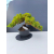 Żywe Drzewko Bonsai Jałowiec Rozesłany Procumbens 11-letni +GRATIS 465