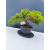 Żywe Drzewko Bonsai Jałowiec Rozesłany Procumbens 11-letni +GRATIS 465