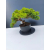 Żywe Drzewko Bonsai Jałowiec Rozesłany Procumbens 11-letni +GRATIS 465