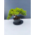 Żywe Drzewko Bonsai Jałowiec Rozesłany Procumbens 11-letni +GRATIS 465