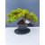 Żywe Drzewko Bonsai Jałowiec Rozesłany Procumbens 11-letni +GRATIS 465