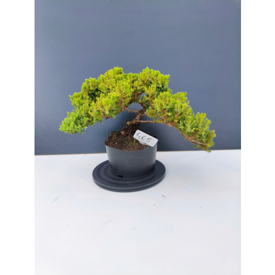 Żywe Drzewko Bonsai Jałowiec Rozesłany Procumbens 11-letni +GRATIS 465