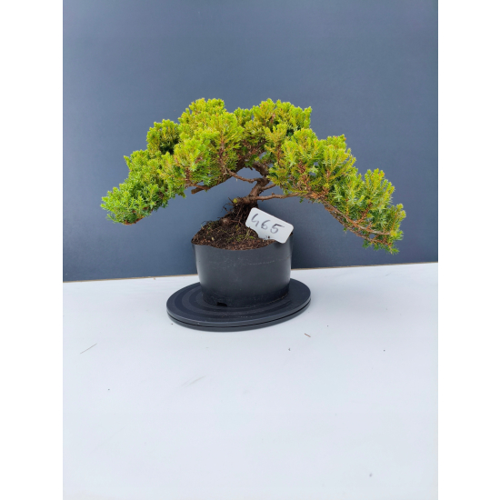 Żywe Drzewko Bonsai Jałowiec Rozesłany Procumbens 11-letni +GRATIS 465