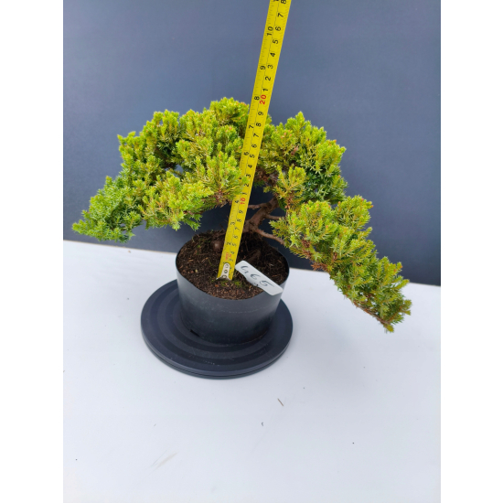 Żywe Drzewko Bonsai Jałowiec Rozesłany Procumbens 11-letni +GRATIS 465