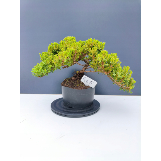 Żywe Drzewko Bonsai Jałowiec Rozesłany Procumbens 11-letni +GRATIS 465