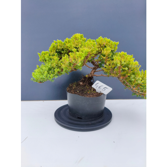 Żywe Drzewko Bonsai Jałowiec Rozesłany Procumbens 11-letni +GRATIS 465