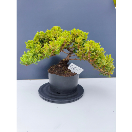 Żywe Drzewko Bonsai Jałowiec Rozesłany Procumbens 11-letni +GRATIS 465
