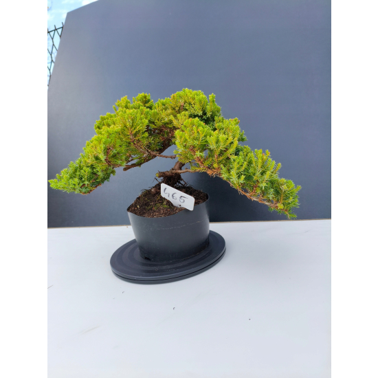 Żywe Drzewko Bonsai Jałowiec Rozesłany Procumbens 11-letni +GRATIS 465
