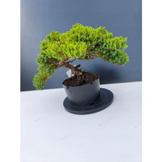 Żywe Drzewko Bonsai Jałowiec Rozesłany Procumbens 11-letni +GRATIS 465