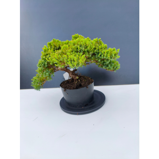 Żywe Drzewko Bonsai Jałowiec Rozesłany Procumbens 11-letni +GRATIS 465