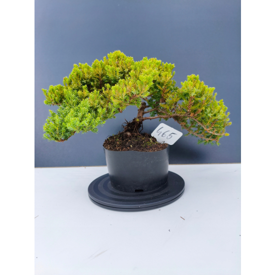 Żywe Drzewko Bonsai Jałowiec Rozesłany Procumbens 11-letni +GRATIS 465